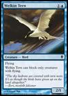 Welkin Tern