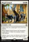 Caracal royal