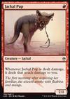 Jackal Pup