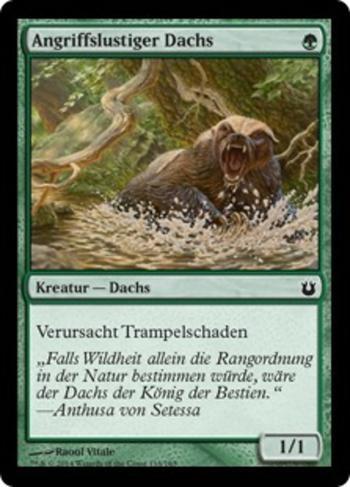 Angriffslustiger Dachs