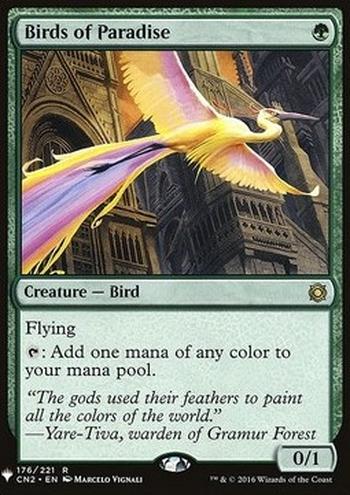 Birds of Paradise