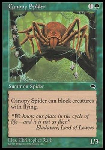 Canopy Spider