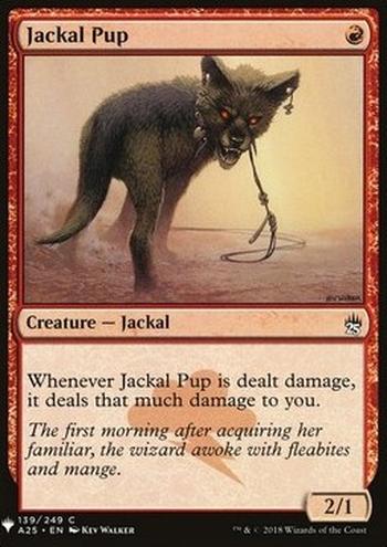 Jackal Pup