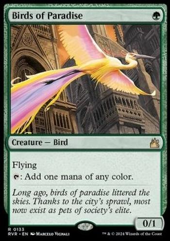 Birds of Paradise