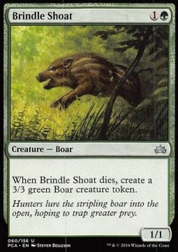 Brindle Shoat