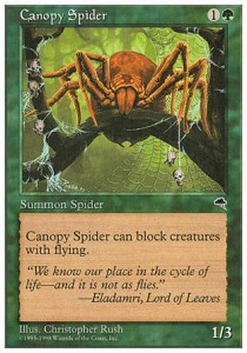 Canopy Spider